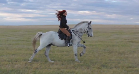 Come Si Chiamava Il Cavallo Bianco Di Napoleone
