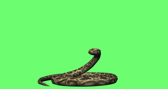 screen snake python