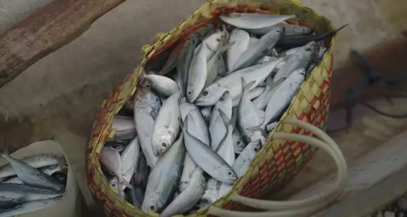 فوتیج ماهی تازه صید شده از دریا 45616 Fish Fishes Caught Fresh From The ...